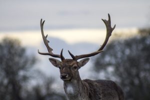 deer-1209766_640